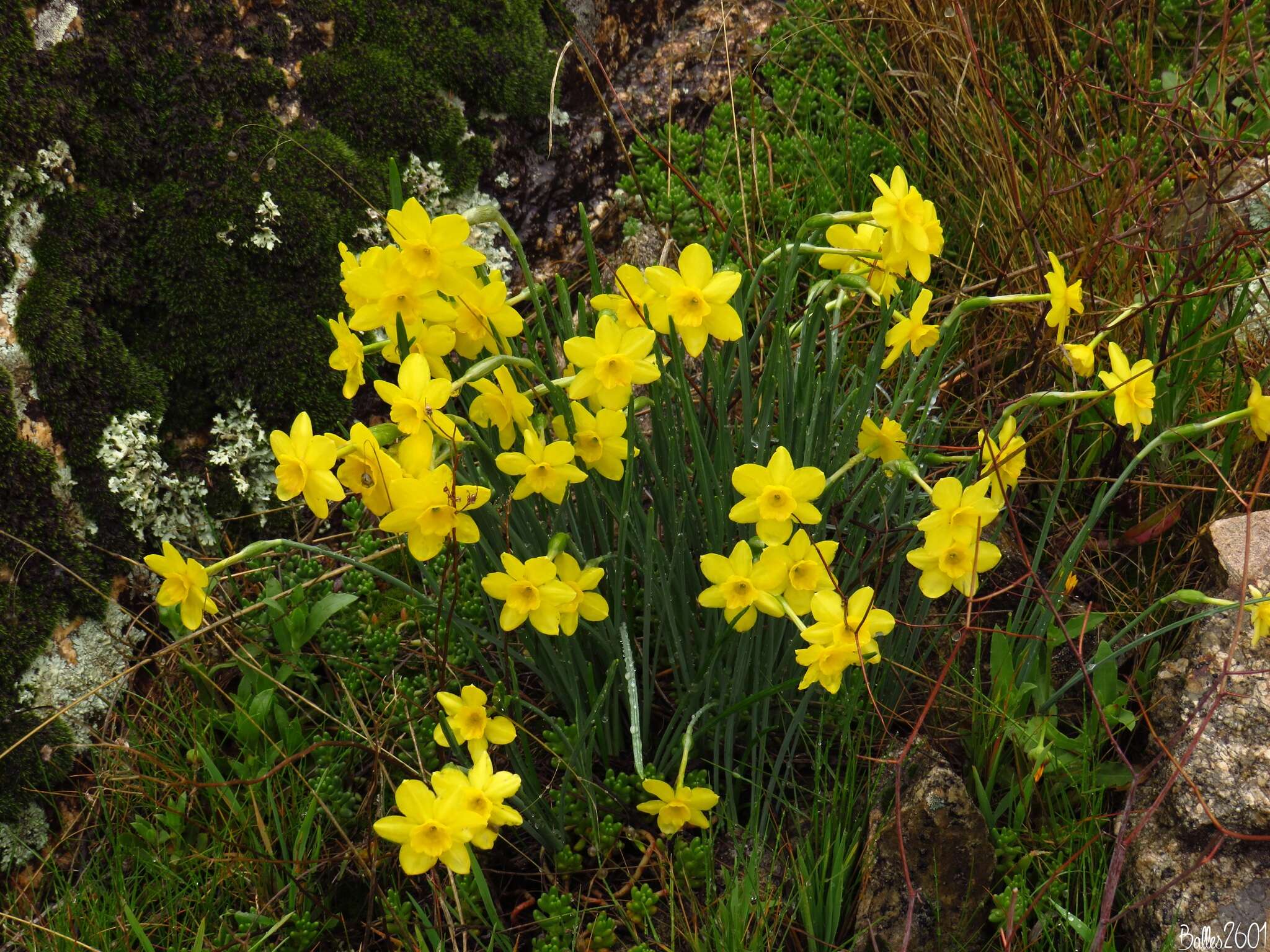 Image of Narcissus rupicola Dufour