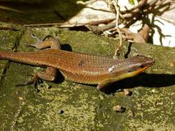 Image of Eutropis lewisi