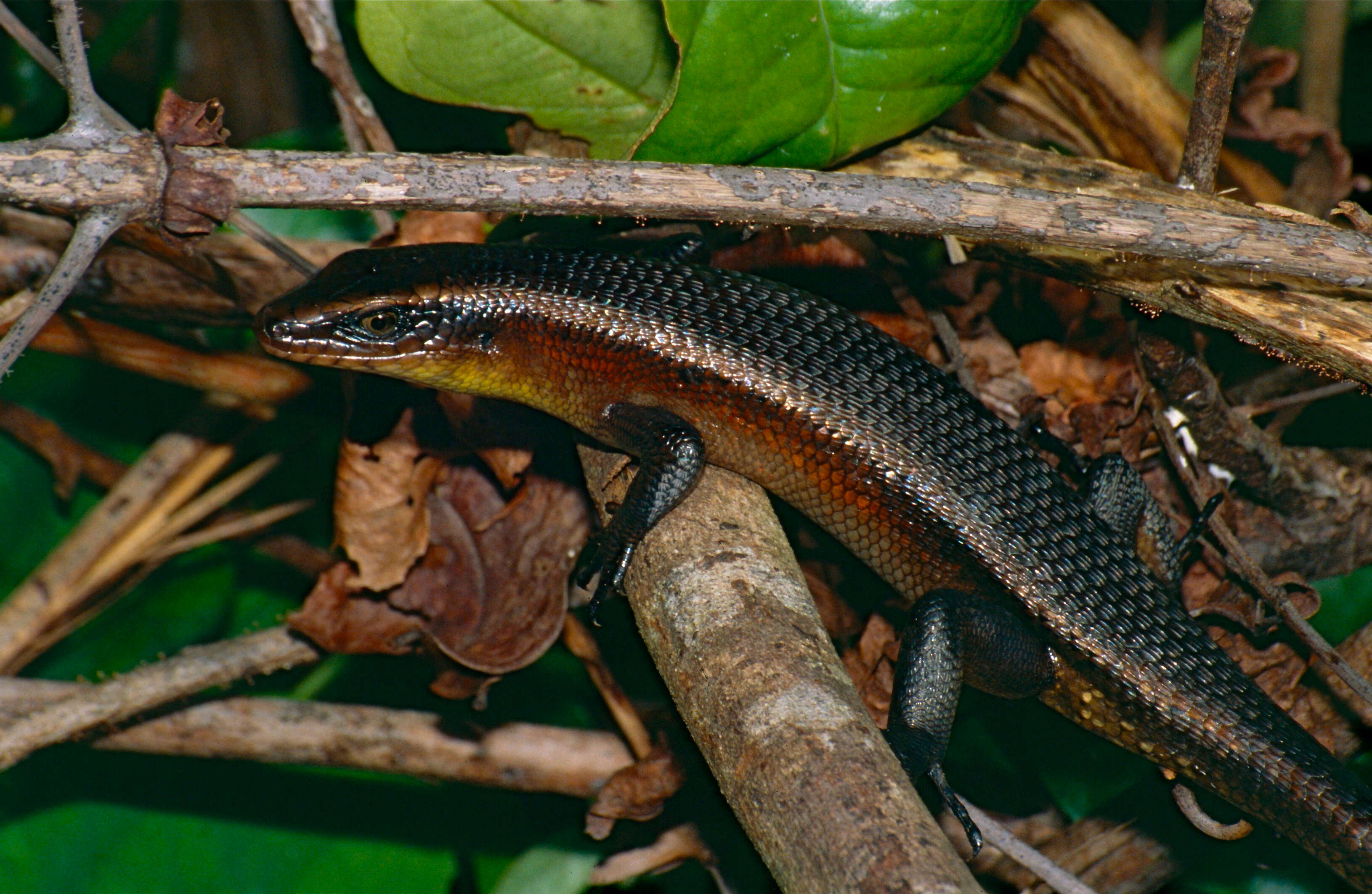 Image of Common Sun Skink