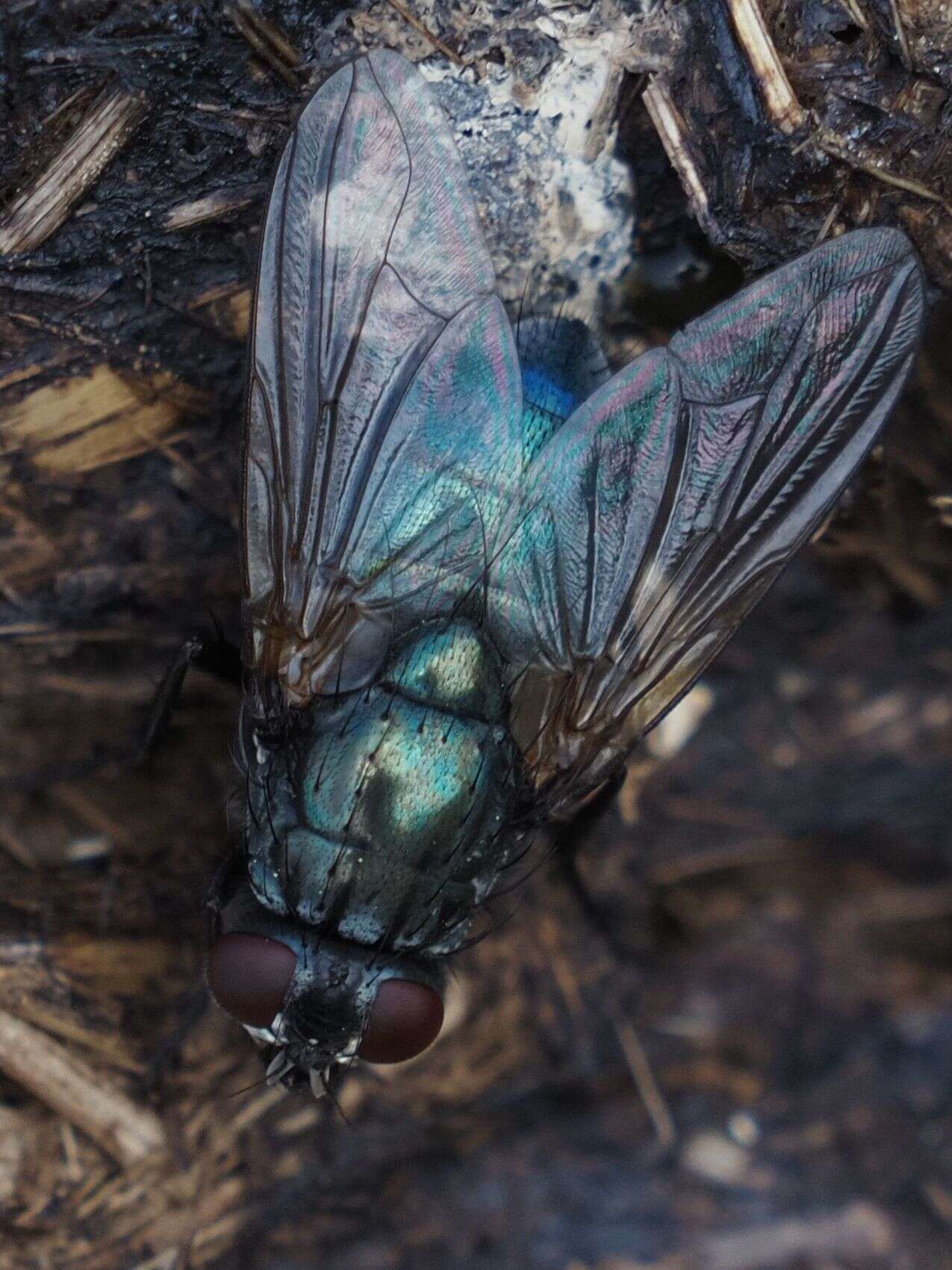 Imagem de Eudasyphora zimini (Hennig 1963)