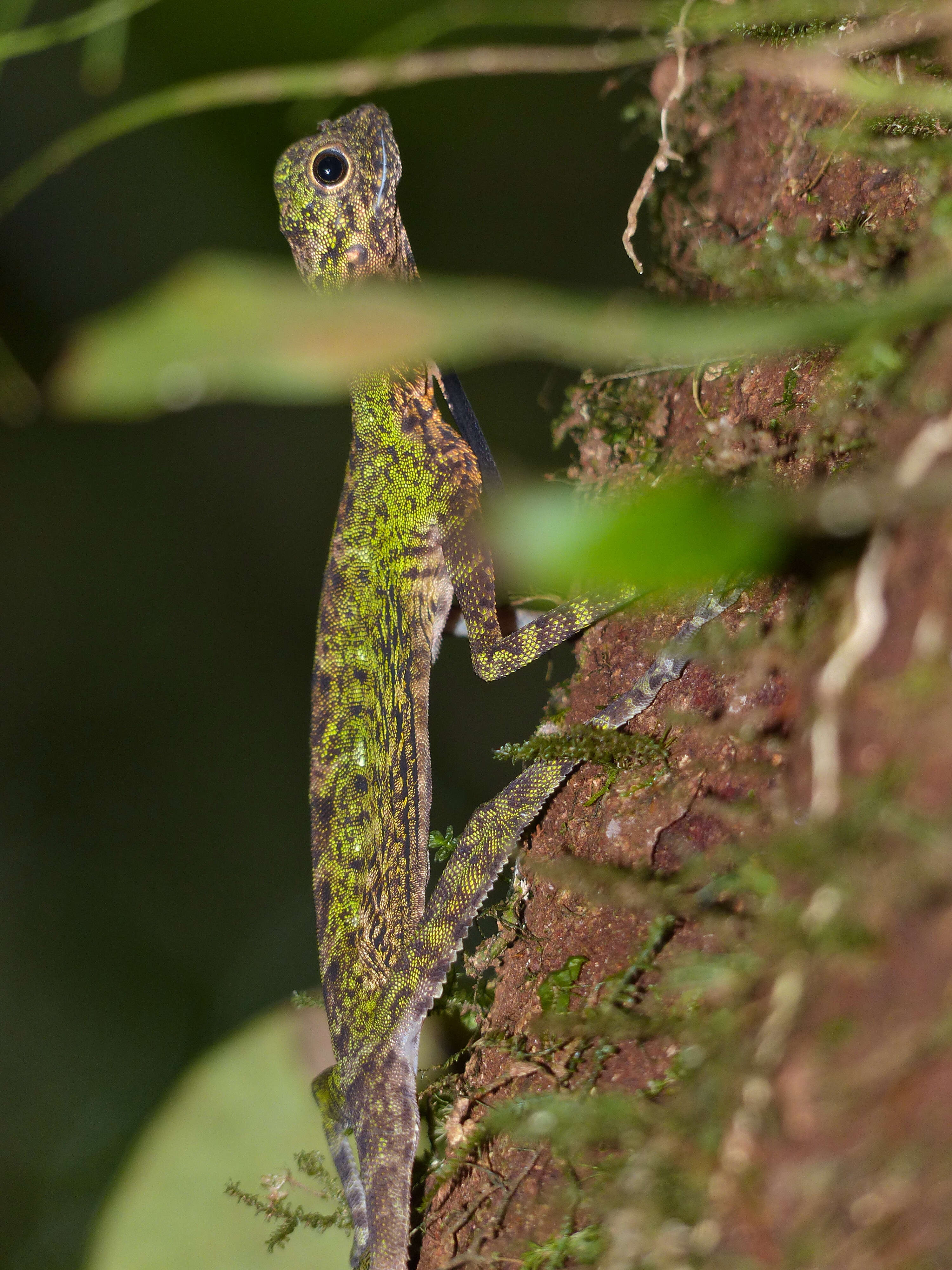 Image of Black-barbed Flying Dragon