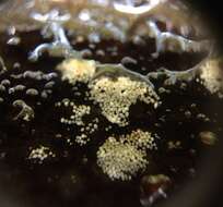 Image of Bulbillomyces