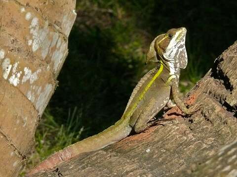 Image of Brown Basilisk