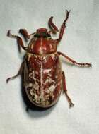 Image of Variegated June Beetle