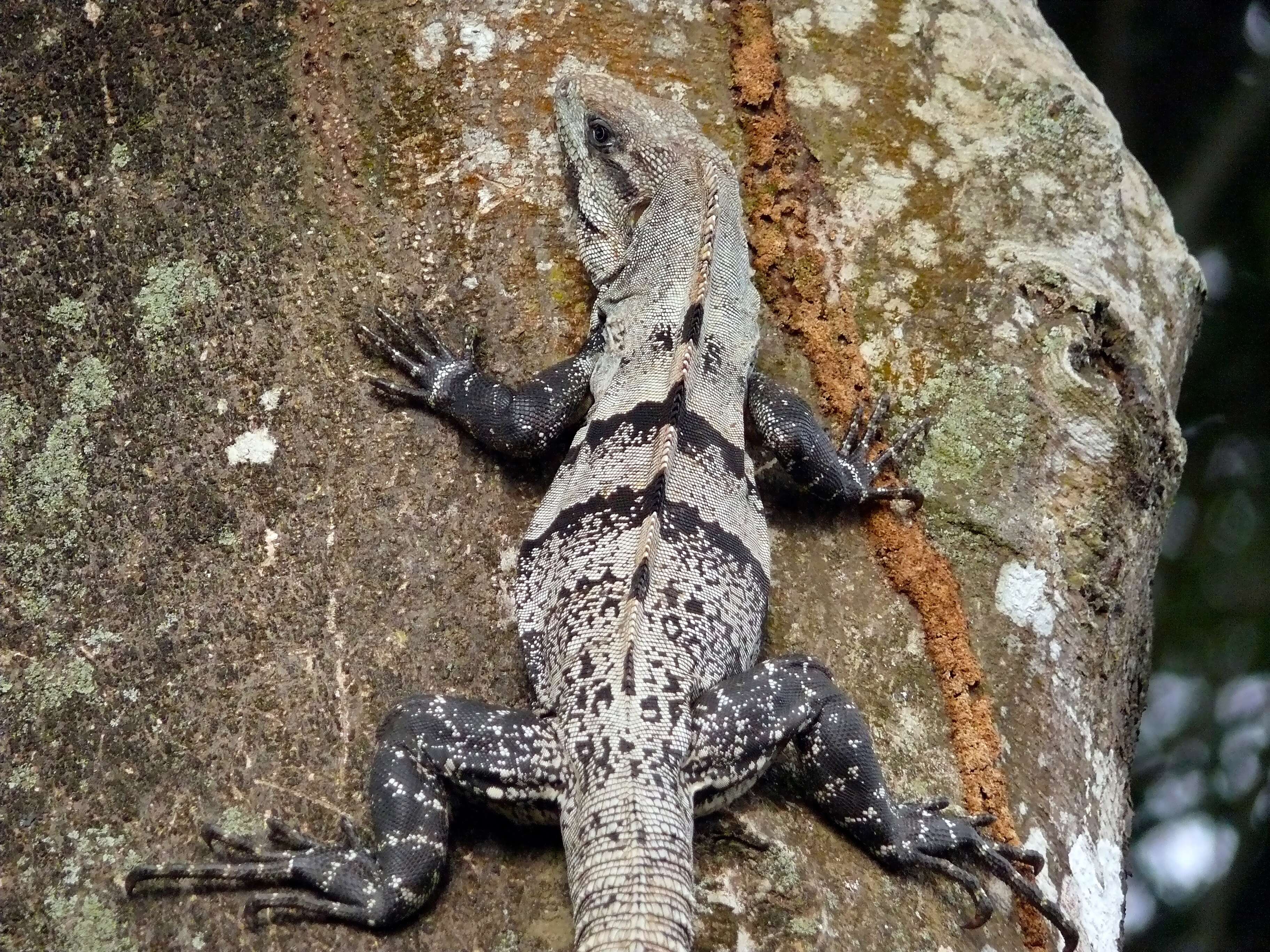 Image of Ctenosaura