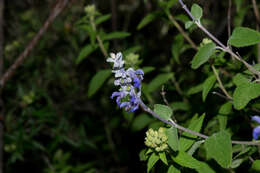 Salvia pruinosa Fernald resmi