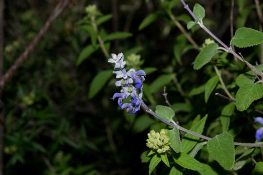 Salvia pruinosa Fernald resmi