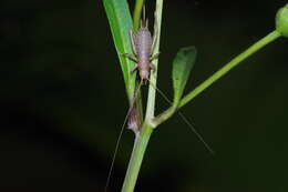 Image of Cricket