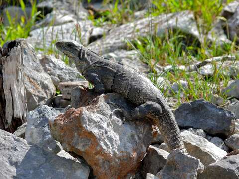 Image of Ctenosaura