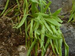 Image of Pinguicula longifolia DC.