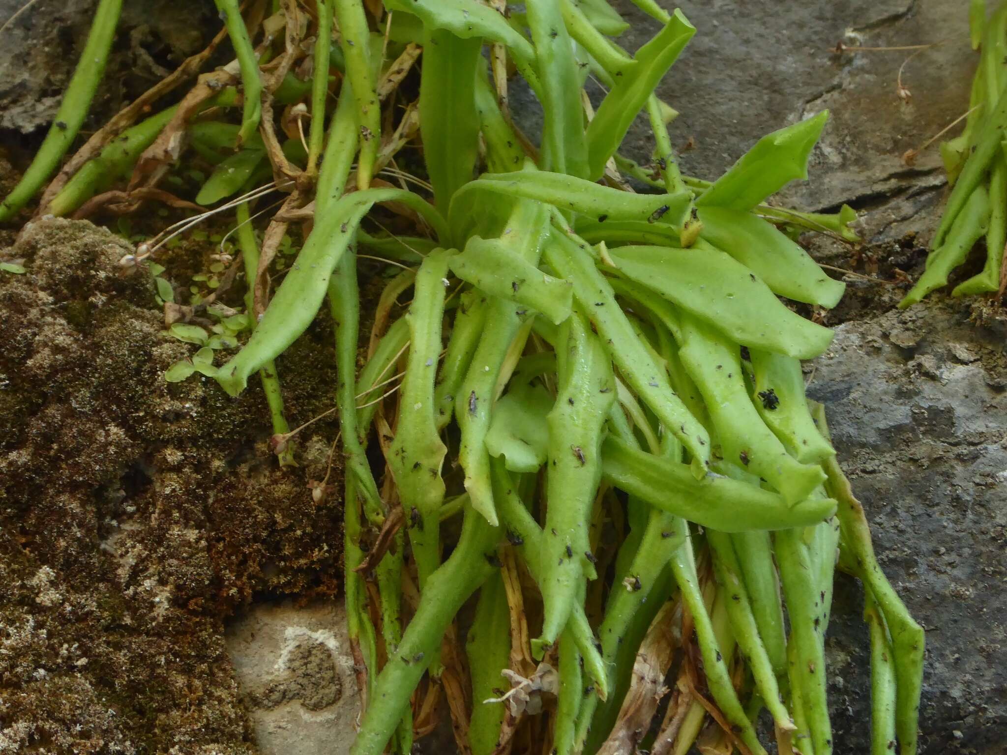 Image of Pinguicula longifolia DC.