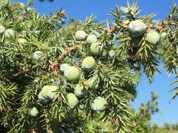 Image of Large-fruited Juniper