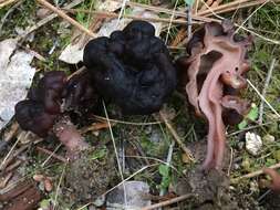 Imagem de Gyromitra esculenta (Pers.) Fr. 1849