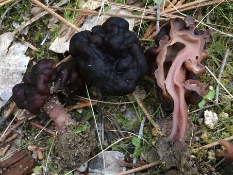 Image of Gyromitra esculenta (Pers.) Fr. 1849