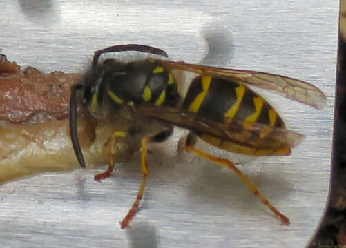 Image of Common wasp