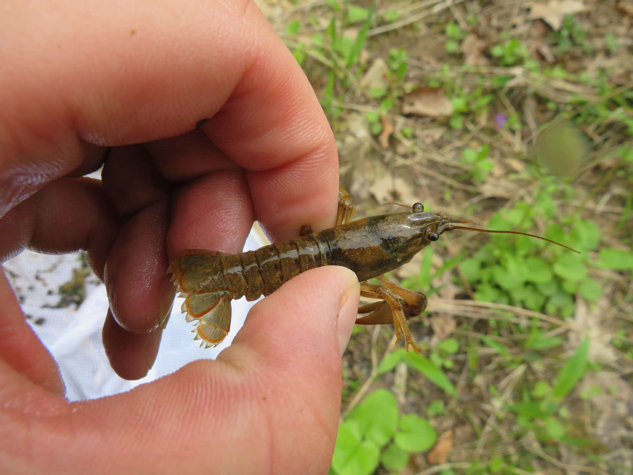 Image of <i>Faxonius punctimanus</i>