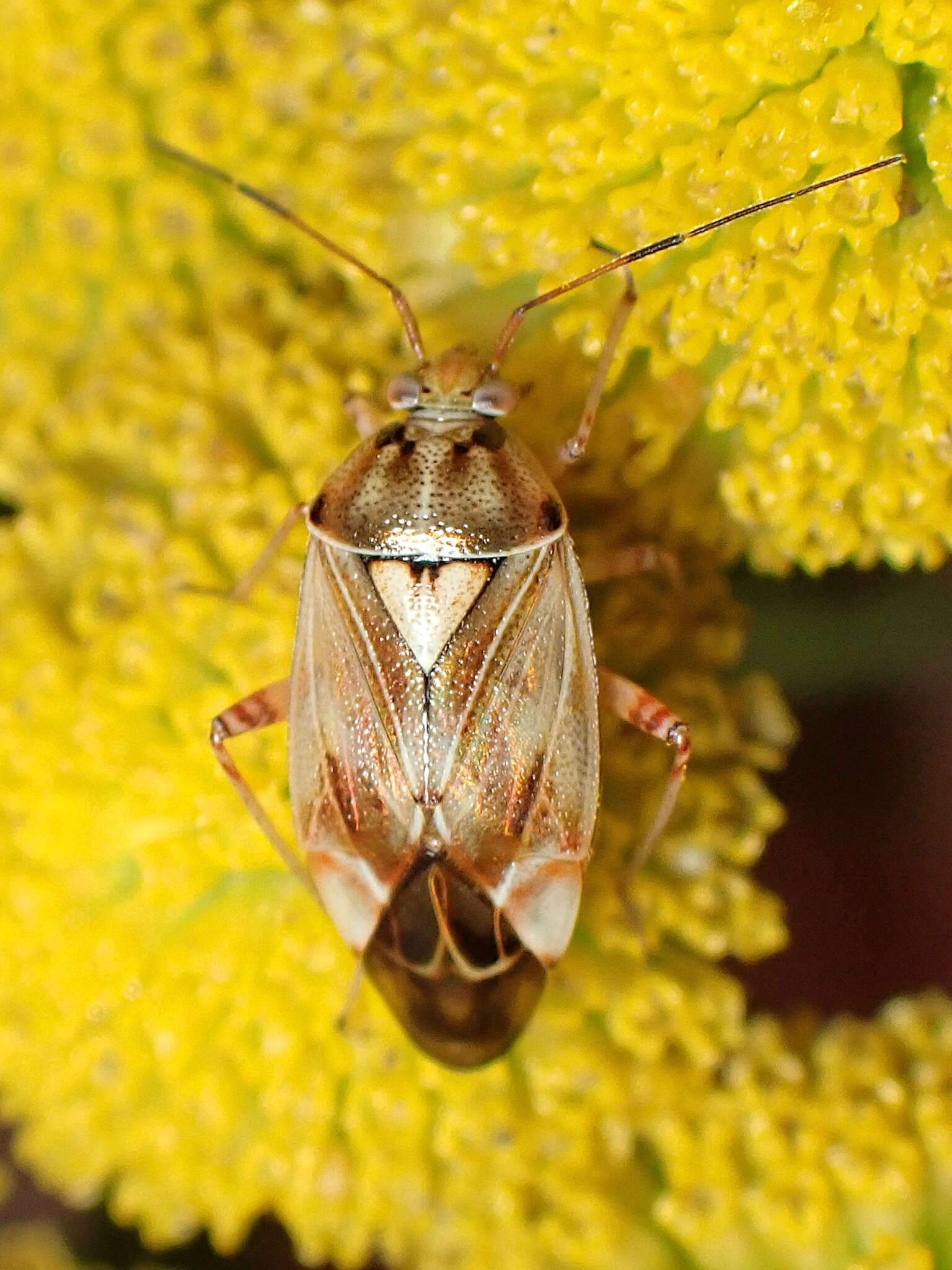 Image of Lygus punctatus (Zetterstedt 1838)