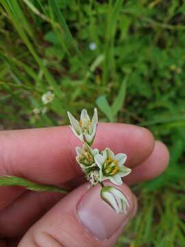 Nothoscordum gracile (Aiton) Stearn resmi