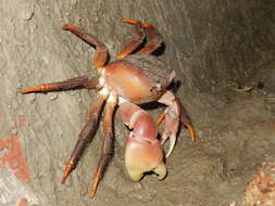 Image of brown land crab