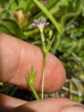 Image of Bridges' gilia