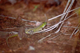 Image of Rainbow Whiptail