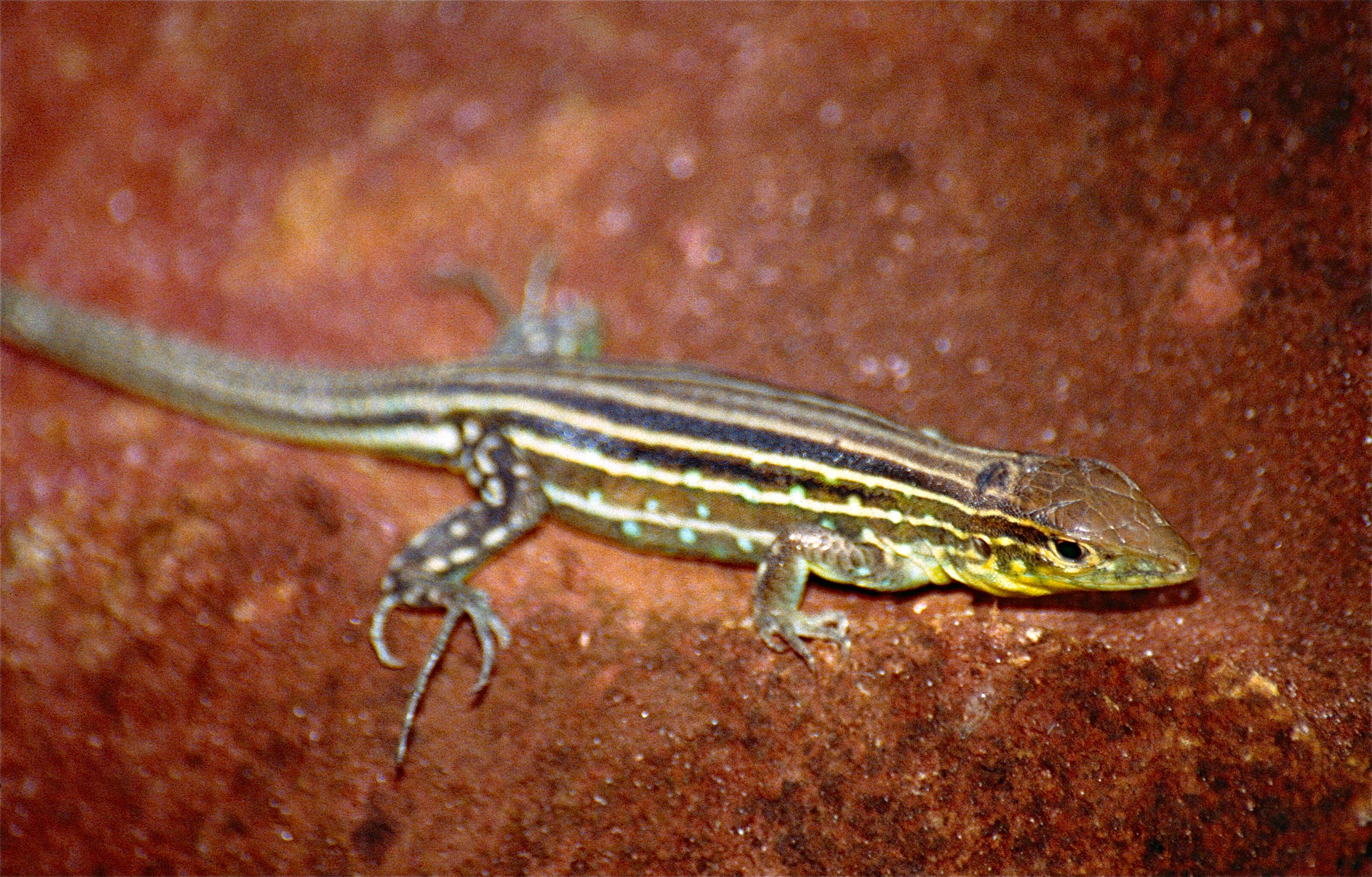 Image of Rainbow Whiptail