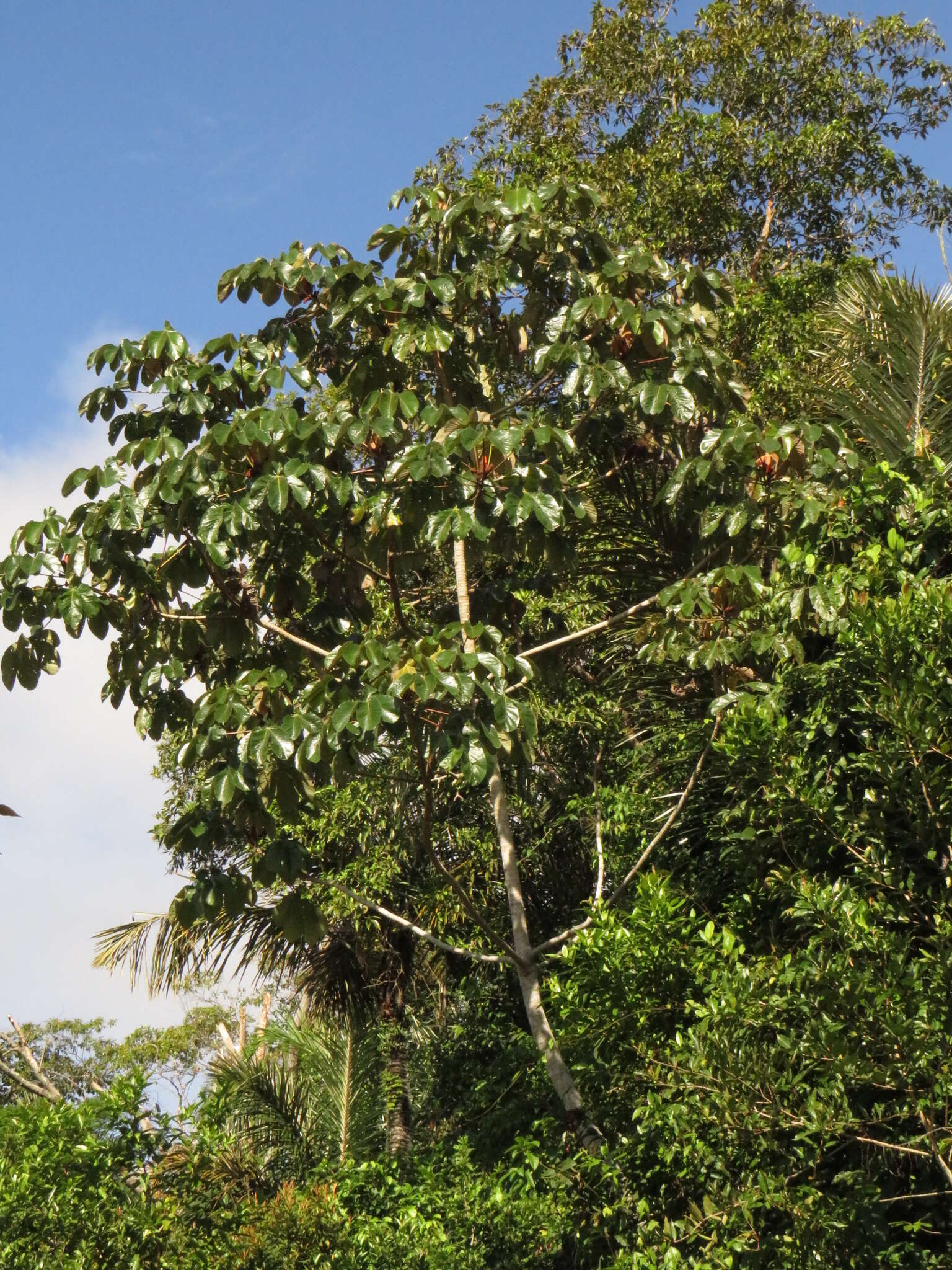 Слика од Cecropia palmata Willd.