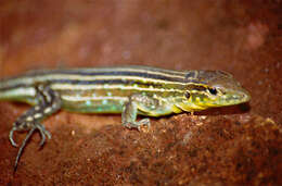 Image of Rainbow Whiptail