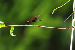 Image of Euphaea ornata (Campion 1924)