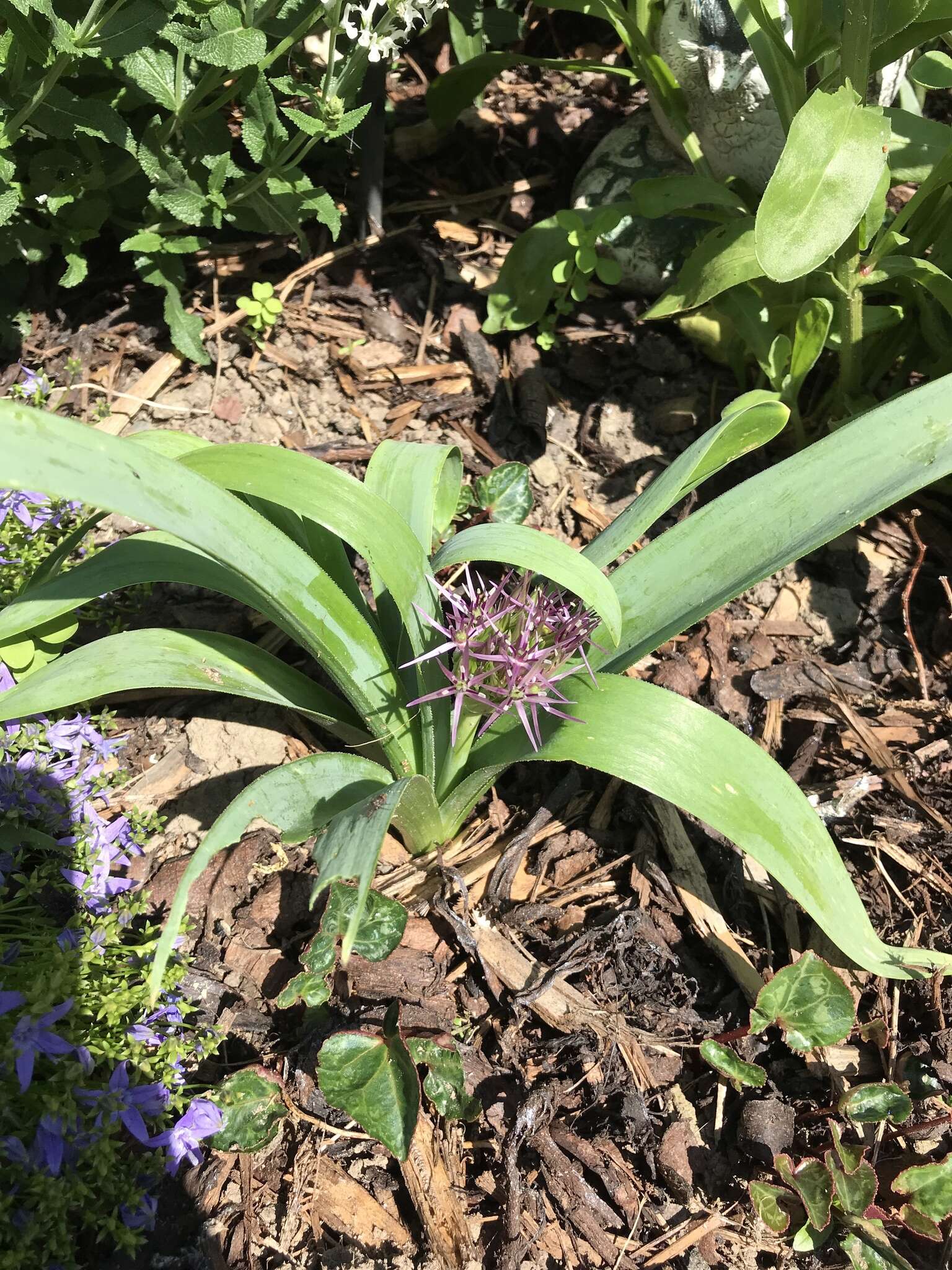 Image of Persian onion