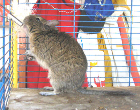 Image of degu