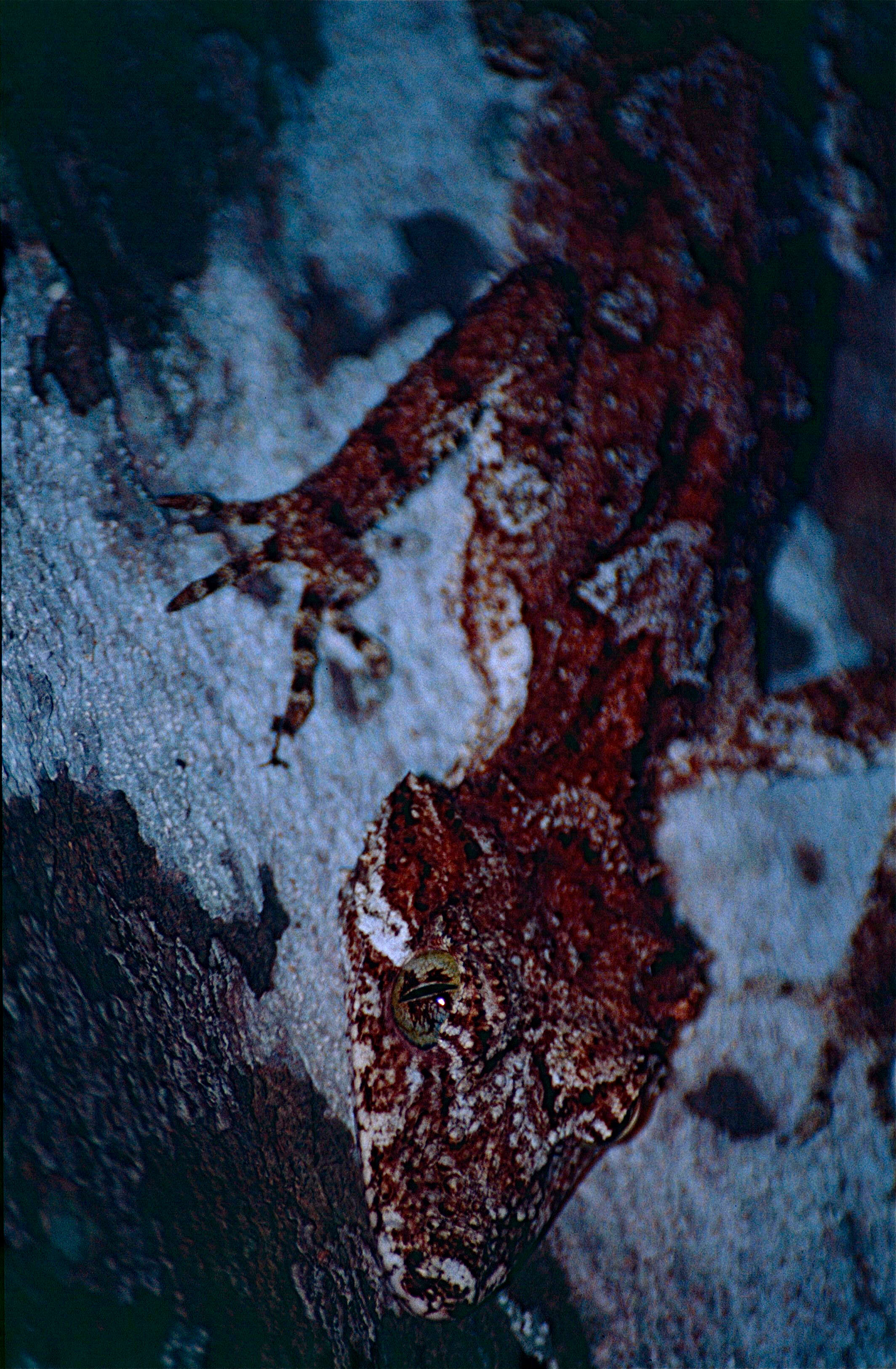 Image of Leaf-tailed Gecko