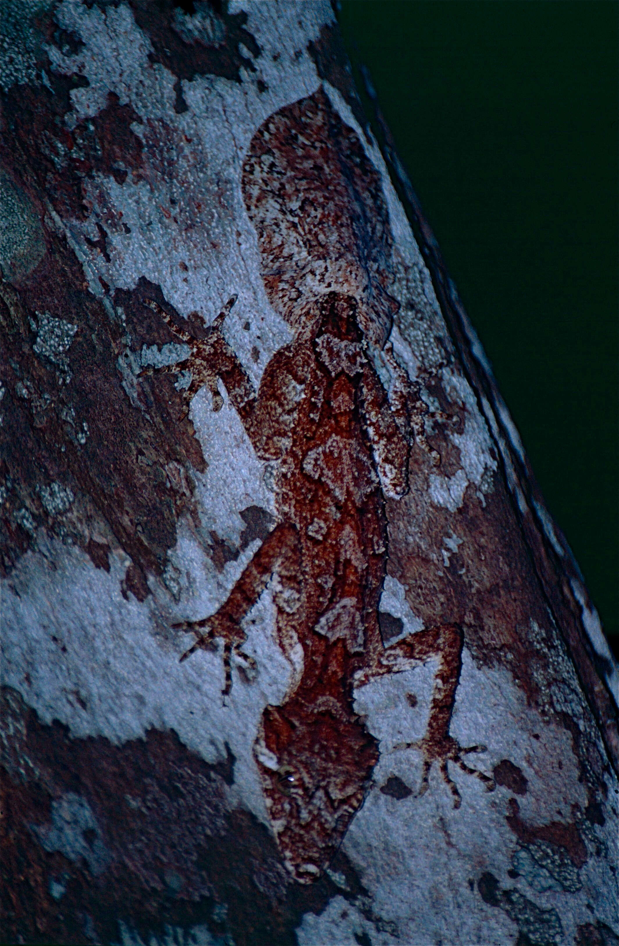 Image of Leaf-tailed Gecko