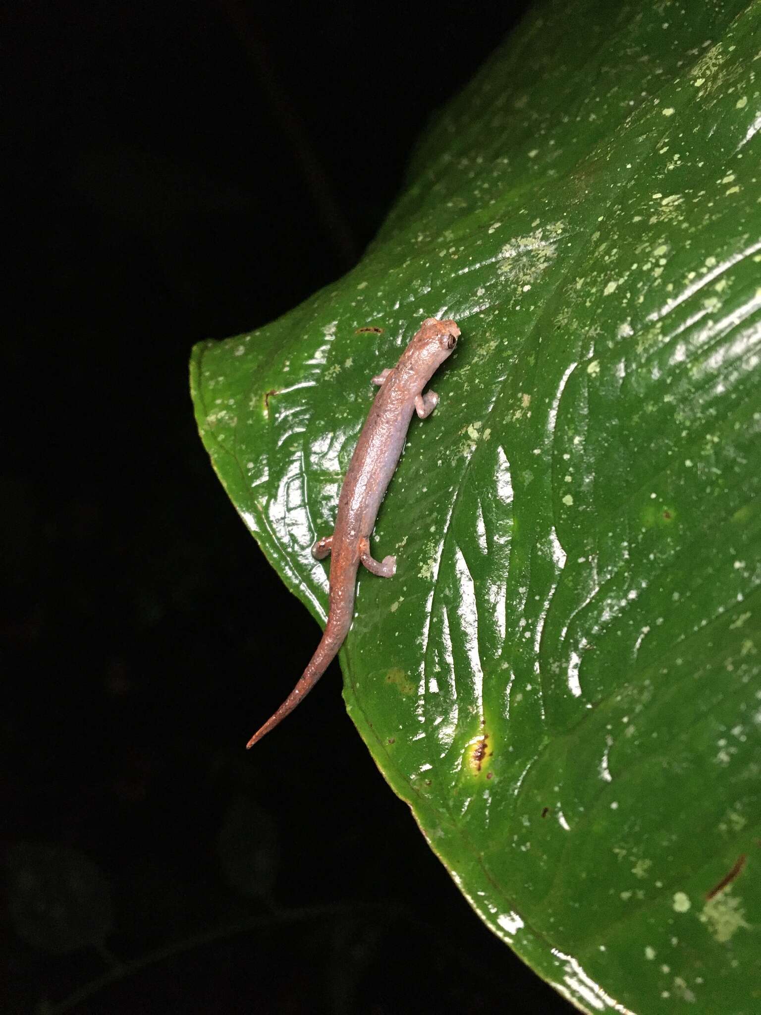 Image of Bolitoglossa peruviana (Boulenger 1883)