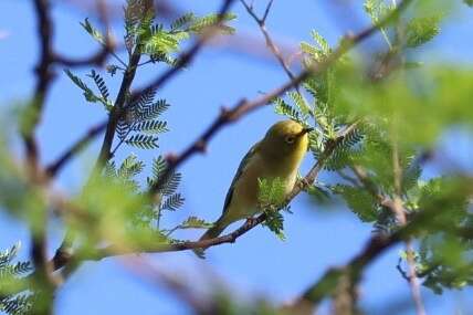 Imagem de Zosterops pallidus Swainson 1838