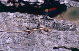 Image of Cream-striped Shinning-skink