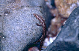 Image of Coastal snake-eyed skink