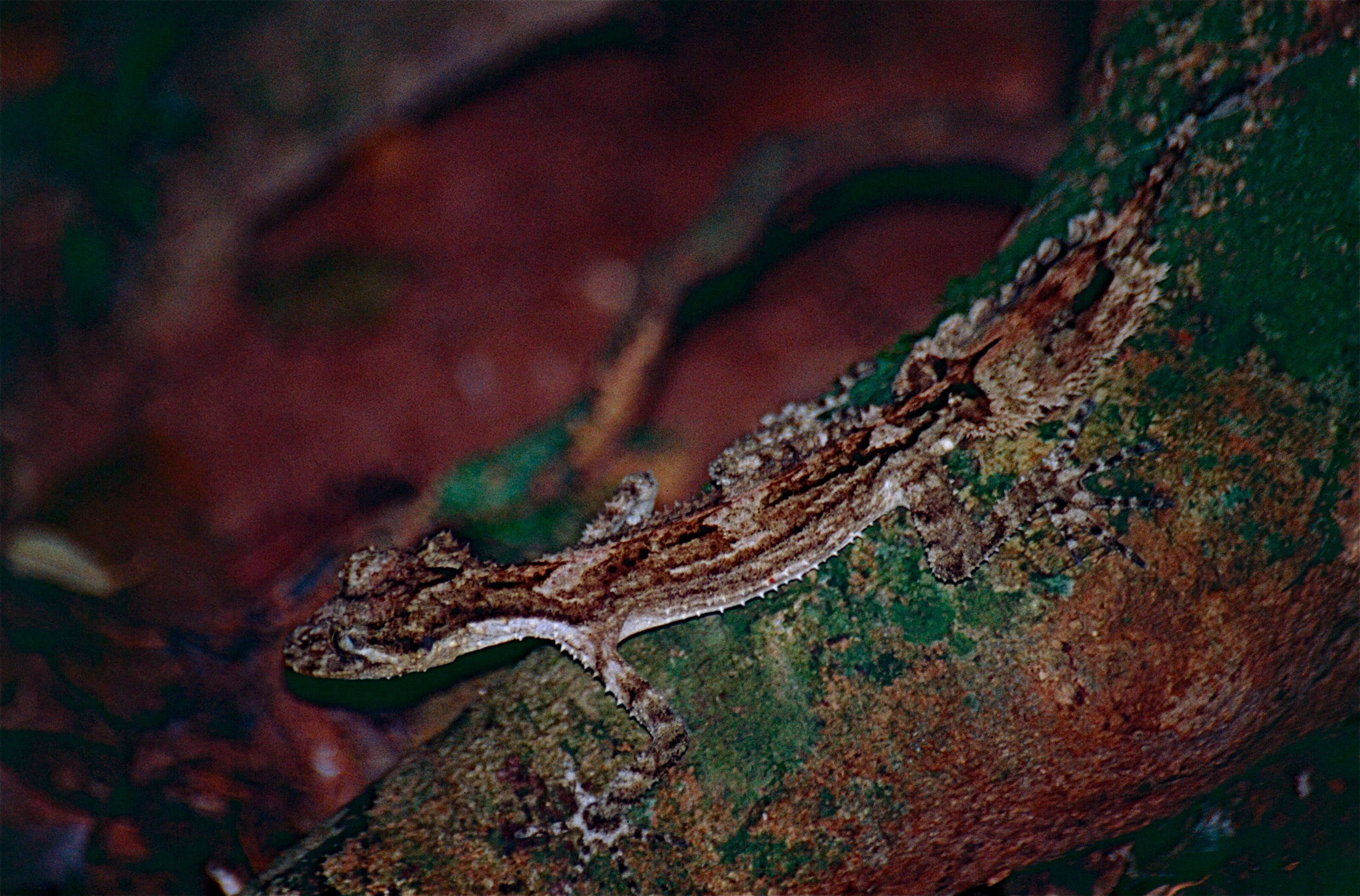 Image of Southern Leaf-tailed Gecko