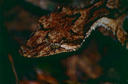 Image of Southern Leaf-tailed Gecko