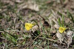 Narcissus bulbocodium subsp. bulbocodium的圖片