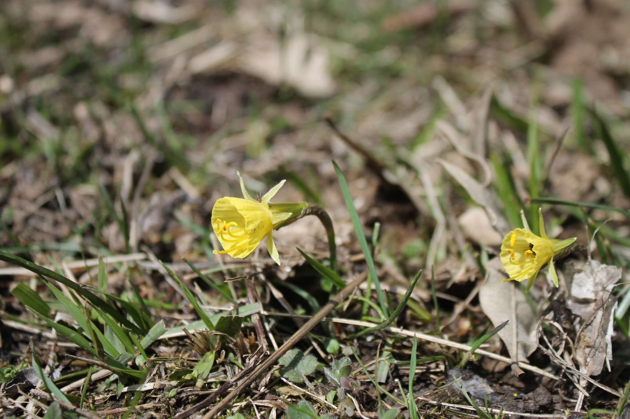 Narcissus bulbocodium subsp. bulbocodium的圖片