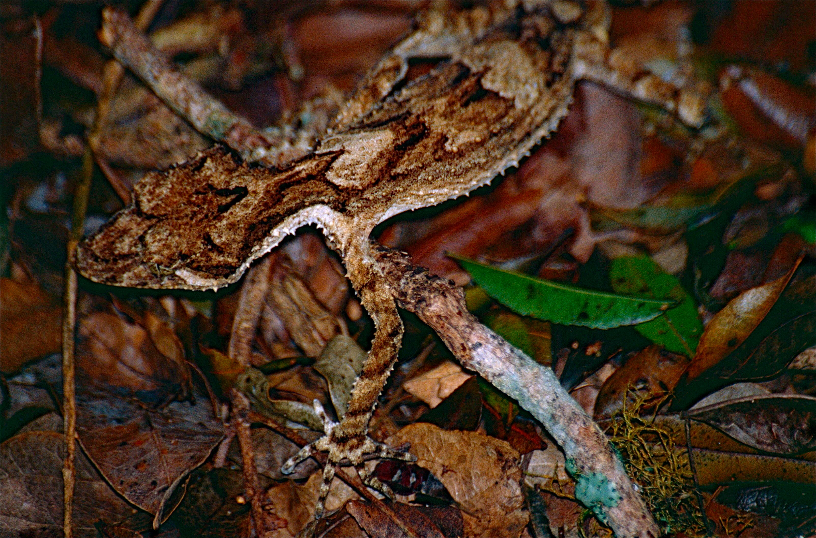 Image of Southern Leaf-tailed Gecko