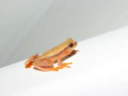 Image of Dendropsophus mathiassoni (Cochran & Goin 1970)