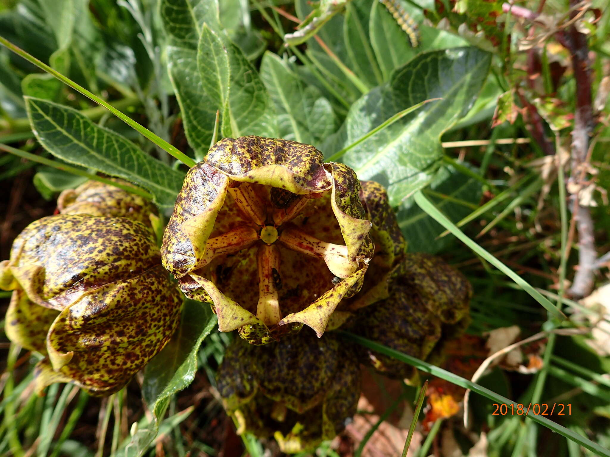 Sivun Pachycarpus grandiflorus subsp. grandiflorus kuva