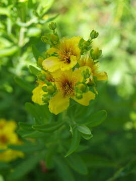 صورة Hypericum kalmianum L.