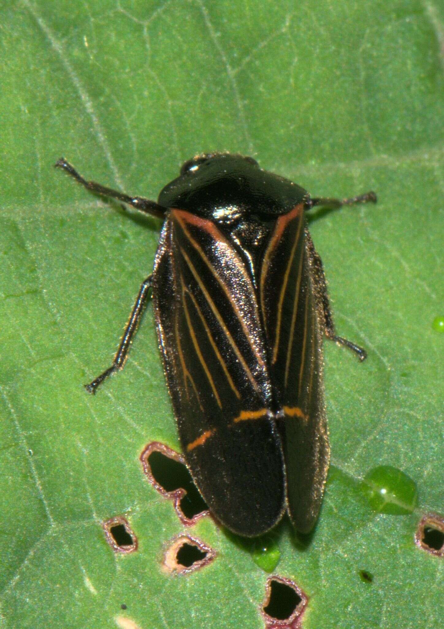 Image of Cosmoscarta elegantula Butler 1874