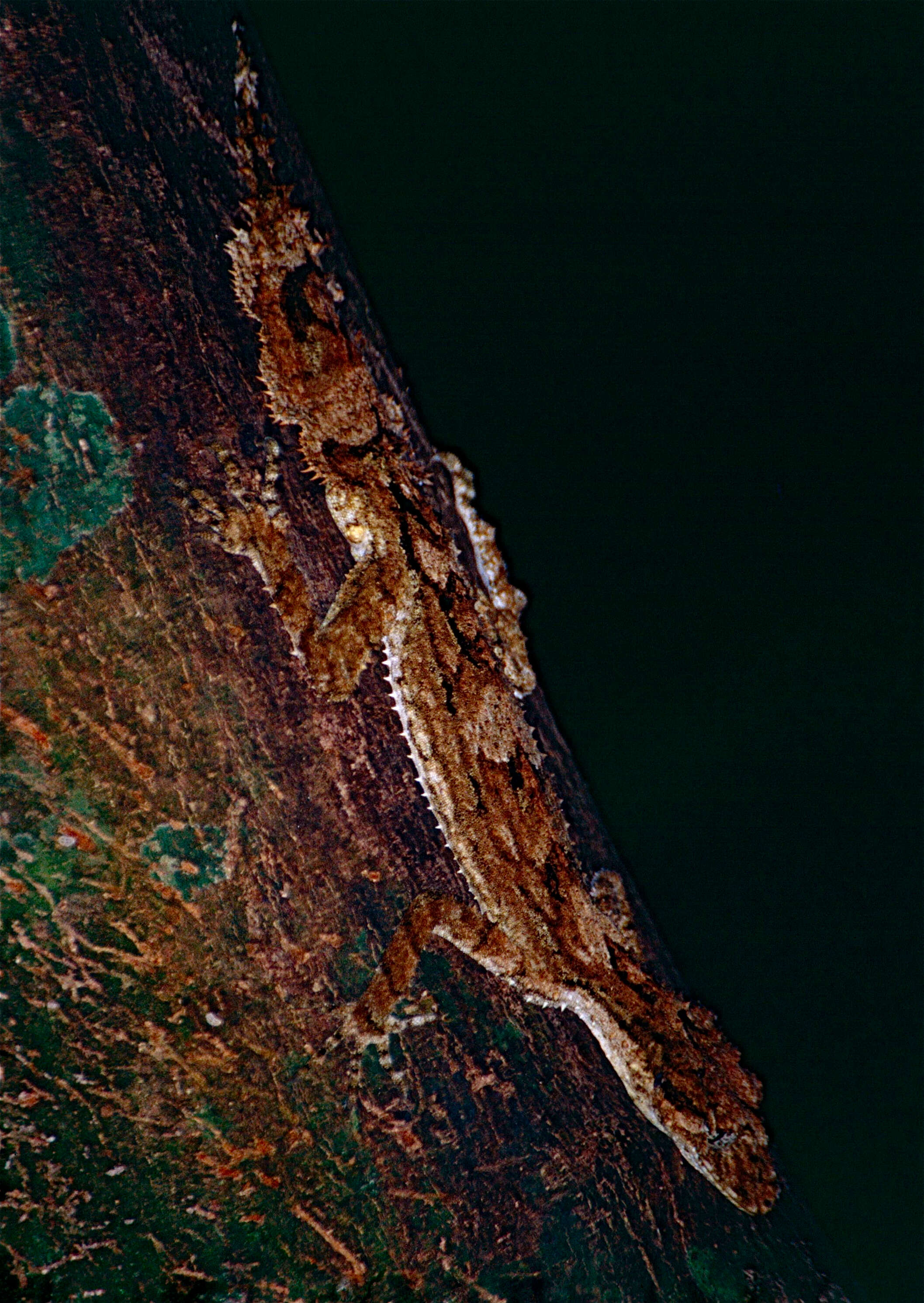 Image of Southern Leaf-tailed Gecko