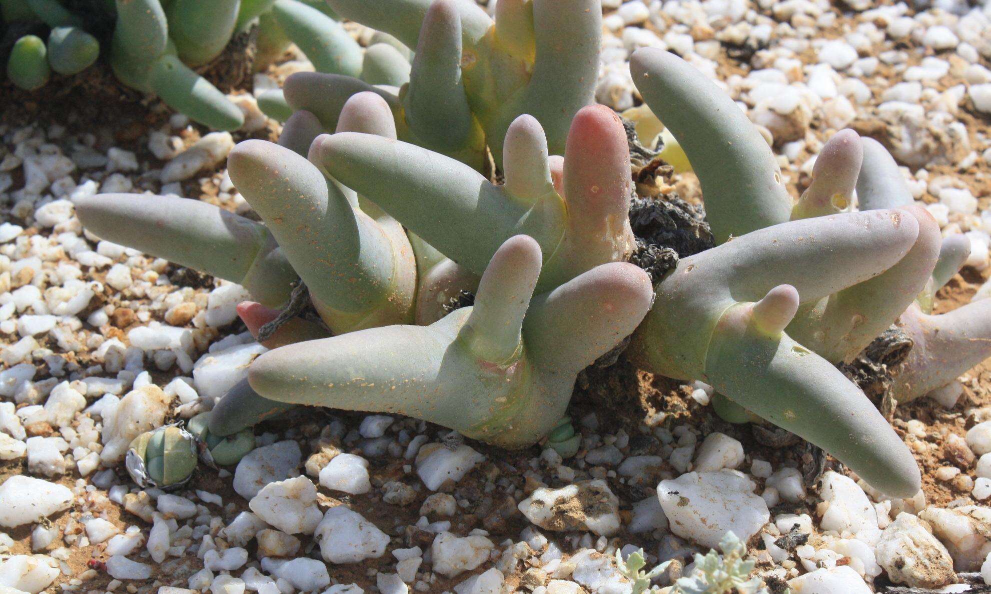 صورة Mesembryanthemum digitatum subsp. digitatum