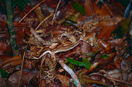 Image of Southern Leaf-tailed Gecko