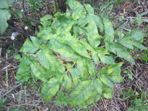 Image of Angelica archangelica subsp. litoralis (Fries) Thell.